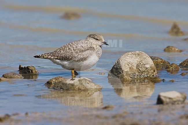 Magelhaenplevier op het strand; Magellanic Plover on the shore stock-image by Agami/Marc Guyt,