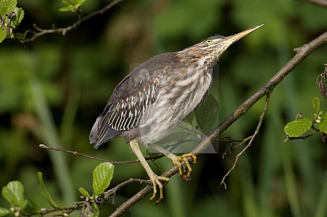 Green Heron immature; Groene Reiger onvolwassen stock-image by Agami/Marc Guyt,