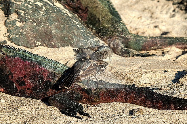 Hood or Espanola Mockingbird (Mimus macdonaldi) perched on a Marine Iguana stock-image by Agami/Roy de Haas,
