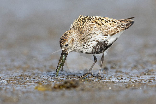 Dunlin (Calidris alpina), side view of an adult feeding in the mud, Capital Region, Iceland stock-image by Agami/Saverio Gatto,