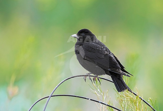 Male Black Lark perched in steppe of Kazakhstan. May 2017. stock-image by Agami/Vincent Legrand,