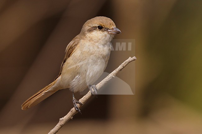 Daurische Klauwier; Daurian Shrike stock-image by Agami/Daniele Occhiato,