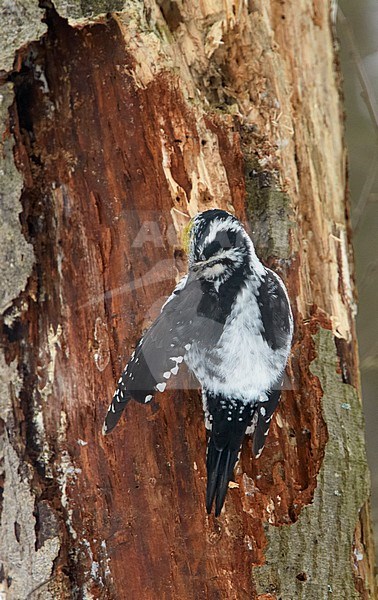 Three-toed Woodpecker (Picoides tridactylus) preening n bark of a pine tree in Finland during winter. Seen on the back, showing rump. stock-image by Agami/Tomi Muukkonen,