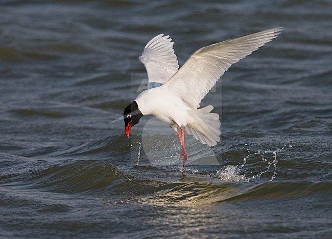Mediterranean Gull adult feeding on water surface; Zwartkopmeeuw volwassen fouragerend op het wateroppervlak stock-image by Agami/Marc Guyt,