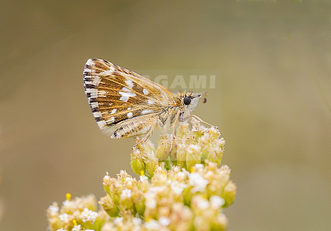 Grizzled Skipper (Pyrgus male) in Hungary. stock-image by Agami/Iolente Navarro,