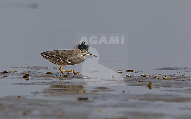 Little Heron (Butorides atricapilla), hunting a low tide in Laem Pak Bia, Thailand. stock-image by Agami/Helge Sorensen,