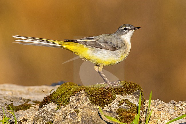 Grey Wagtail (Motacilla cinerea),  side view of an adult in winter plumage, Campania, Italy stock-image by Agami/Saverio Gatto,