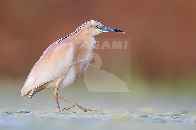 Squacco Heron (Ardeola ralloides), adult standing in a swamp stock-image by Agami/Saverio Gatto,