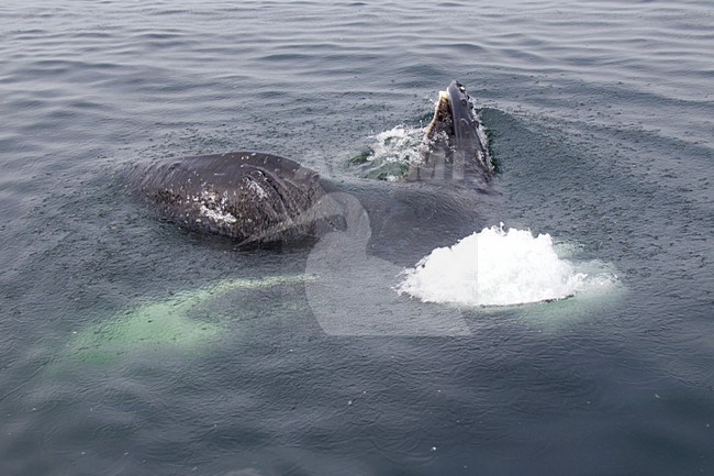 Bultruggen aan de oppervlakte, Humpback whales at the surface stock-image by Agami/Martijn Verdoes,