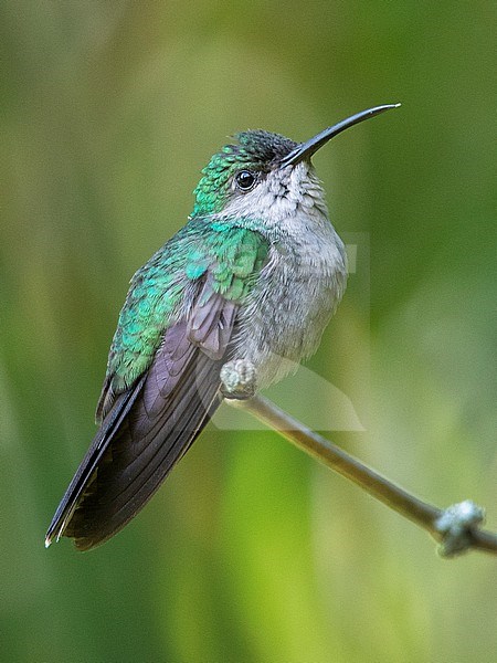 A female White-vented Plumeleteer (Chalybura buffonii caeruleogaster) at Chinchiná, Colombia. stock-image by Agami/Tom Friedel,