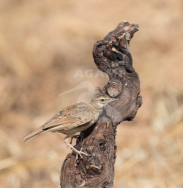 Immature Theklaleeuwerik (Galerida theklae) in Spannish steppes stock-image by Agami/Marc Guyt,