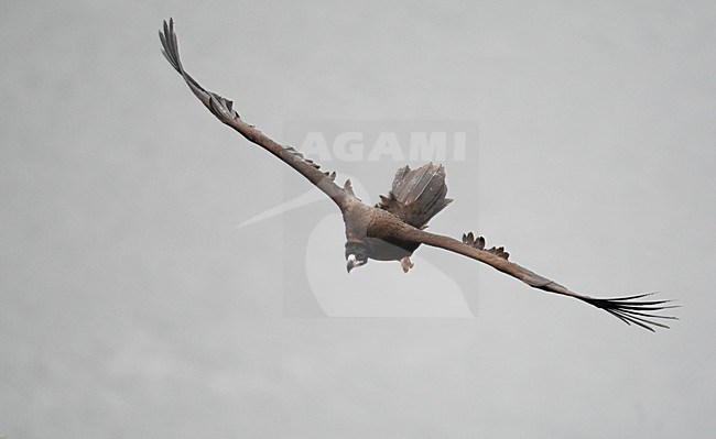 Monniksgier in de vlucht; Cinereous Vulture in flight stock-image by Agami/Markus Varesvuo,