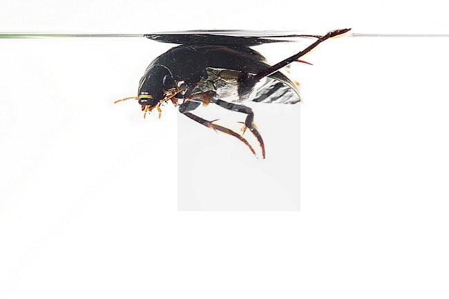 Grote spinnende watertor, (Hydrous piceus) stock-image by Agami/Theo Douma,