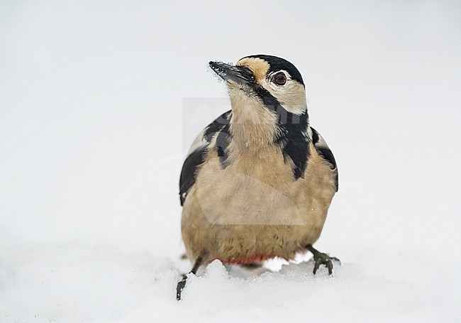 Great Spotted Woodpecker, Grote Bonte Specht stock-image by Agami/Alain Ghignone,