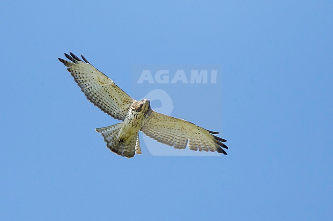 First-year light morph Broad-winged Hawk (Buteo platypterus) flying over Chambers County, Texas in the United States during autumn migration. stock-image by Agami/Brian E Small,