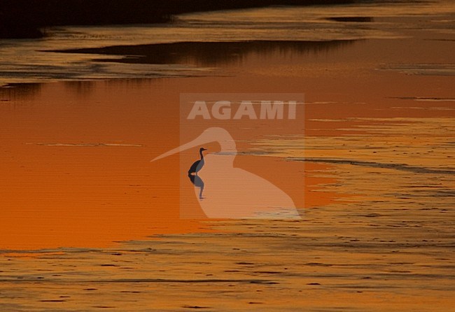 Blauwe Reiger staand met ondergaande zon; Grey Heron perched with sunset stock-image by Agami/Hans Gebuis,