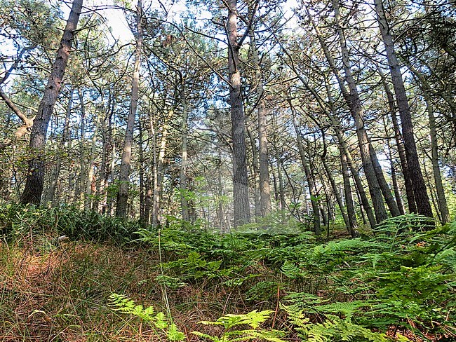 Varens in bos op Vlieland; Ferns in forest at Vlieland stock-image by Agami/Marc Guyt,