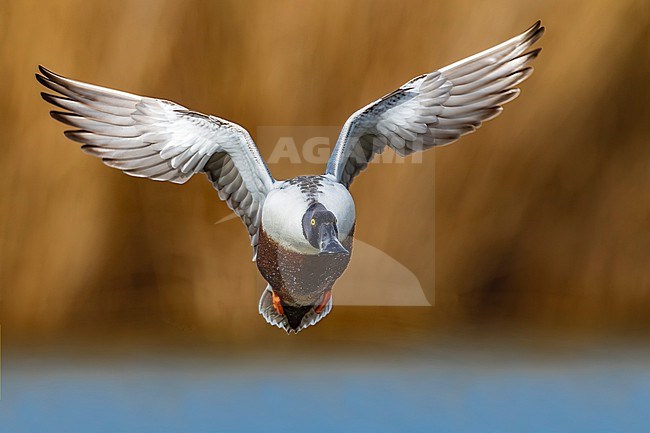 Male Northern Shoveler (Spatula clypeata) in Italy. stock-image by Agami/Daniele Occhiato,