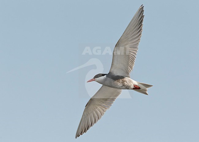 Volwassen Witwangstern in vlucht, Adult Whiskered Tern in flight stock-image by Agami/Markus Varesvuo,