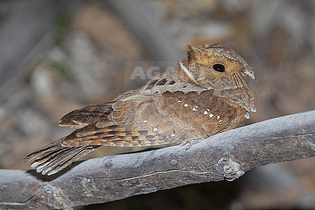 Eared Poorwill, Nyctiphrynus mcleodii, in Western Mexico. stock-image by Agami/Pete Morris,