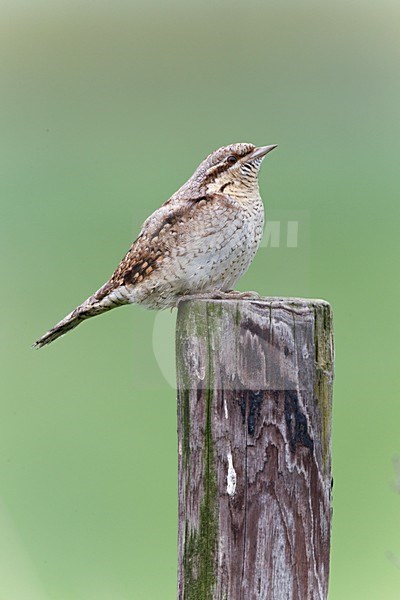 Draaihals zittend op houten paal, Eurasian Wryneck perched on wooden pole stock-image by Agami/Ran Schols,