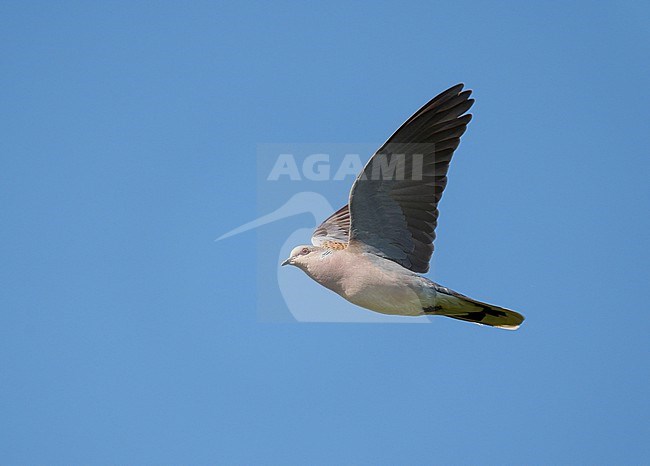 Adult European Turtle Dove (Streptopelia turtur) flying against blue sky showing underside stock-image by Agami/Ran Schols,