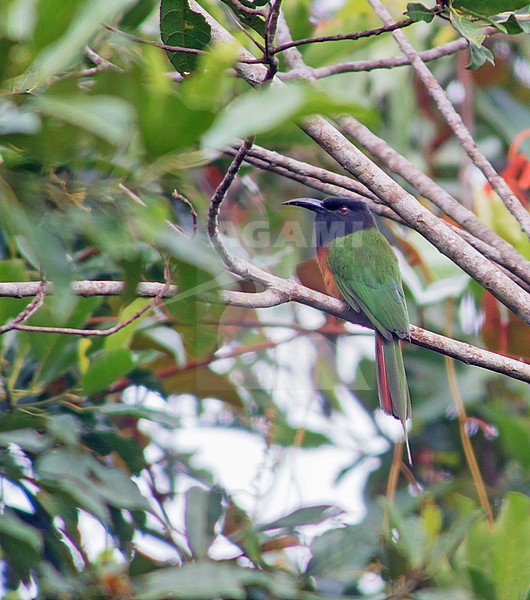 Black-headed Bee-eater (Merops breweri) in Gabon. stock-image by Agami/Pete Morris,