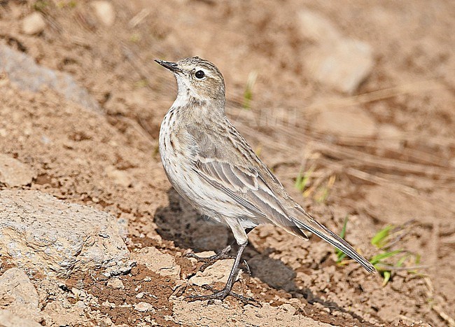 The Caucasian Waterpipit (Anthus spinoletta coutellii) is a subspecies of Waterpipit (Anthus spinoletta) stock-image by Agami/Eduard Sangster,