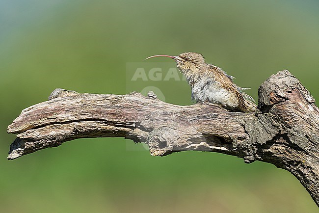 Draaihals met lange tong; Eurasian Wryneck (Jynx torquilla) with long tongue stock-image by Agami/Alain Ghignone,