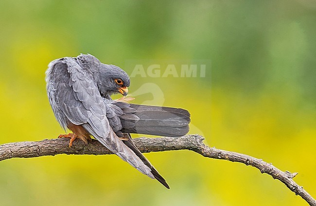 Adult male Red-footed Falcon (Falco vespertinus) stock-image by Agami/Alain Ghignone,