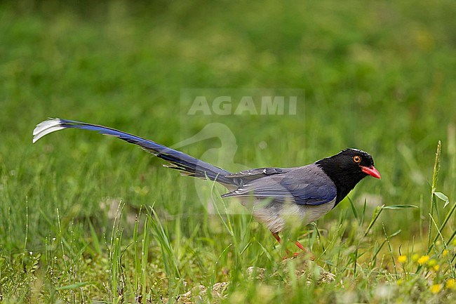 An adult Red-billed Blue Magpie (Urocissa erythroryncha) on the ground of a glade stock-image by Agami/Mathias Putze,
