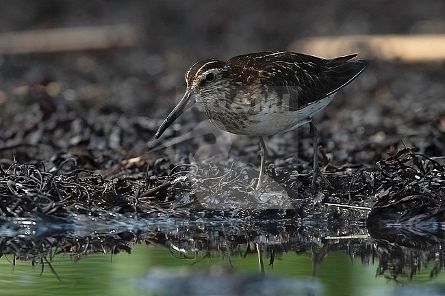 Broad-billed Sandpiper (Limicola falcinellus), adult in worn summer plumage during migration in Finland stock-image by Agami/Kari Eischer,