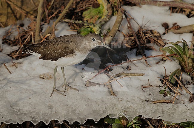 Green Sandpiper, Tringa ochropus standing in the snow, seen from the side stock-image by Agami/Fred Visscher,