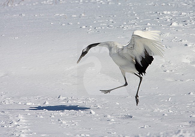 Dancing edangered Red-crowned Crane (Grus japonensis) in the snow on Hokkaido in Japan during a cold winter. stock-image by Agami/Marc Guyt,