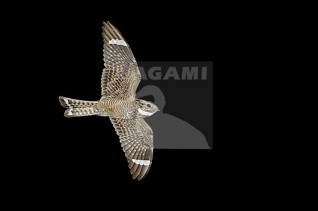 Adult male
Pima Co., AZ
May 2014 stock-image by Agami/Brian E Small,