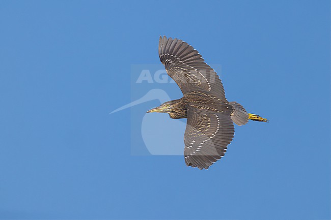 Immature Black-crowned Night Heron, Nycticorax nycticorax, in Italy. stock-image by Agami/Daniele Occhiato,