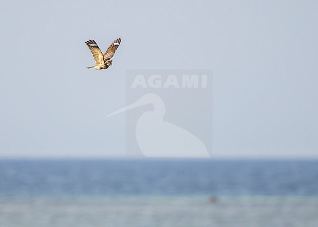 Savanna Nightjar (Caprimulgus affinis) flying over the sea. stock-image by Agami/Lennart Verheuvel,