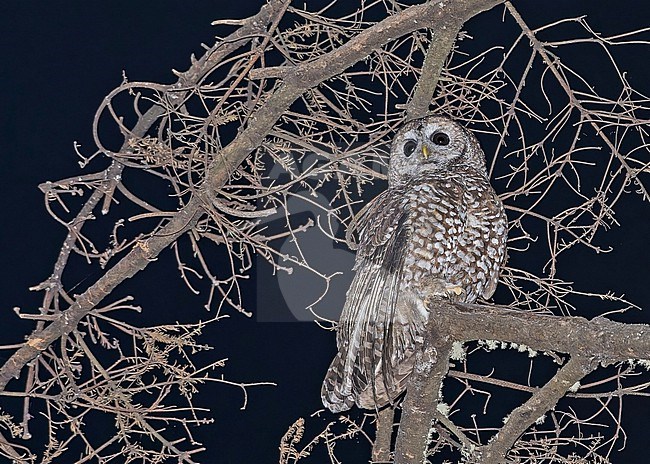 Spotted Owl (Strix occidentalis) in Mexico. stock-image by Agami/Pete Morris,
