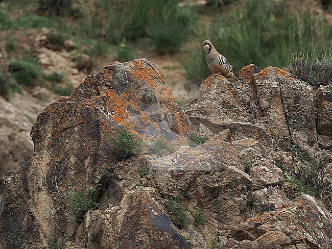 Przevalski's partridge (Alectoris magna) on Tibetan plateau, Qinghai, China. Also known as Rusty-necklaced partridge. stock-image by Agami/James Eaton,