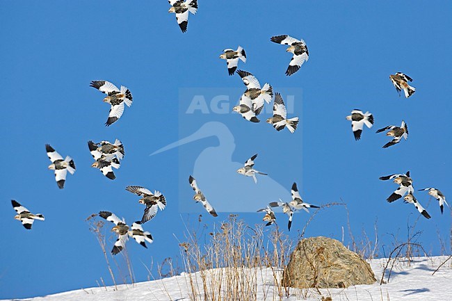 Snow Bunting group flying; Sneeuwgors groep vliegend stock-image by Agami/Markus Varesvuo,