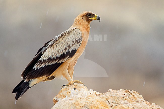 Greater Spotted Eagle (fulvescens variation) stock-image by Agami/Saverio Gatto,