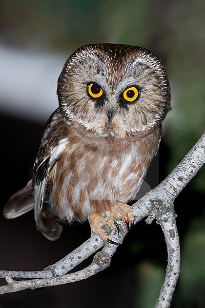 Tiny Northern Saw-whet Owl (Aegolius acadicus) in North-America, perched in a tree during the night. stock-image by Agami/Dubi Shapiro,