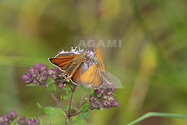 european skipper or black-winged brown club-winged grass moth (thymelicus lineola) perching on oregano (origanum vulgare), found in Steigerwald in Bavaria, Germany stock-image by Agami/Mathias Putze,