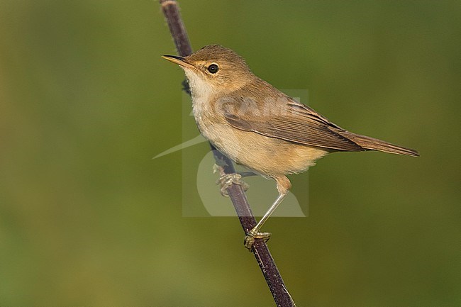 Eurasian Reed Warbler (Acrocephalus scirpaceus) perched on a branch stock-image by Agami/Daniele Occhiato,