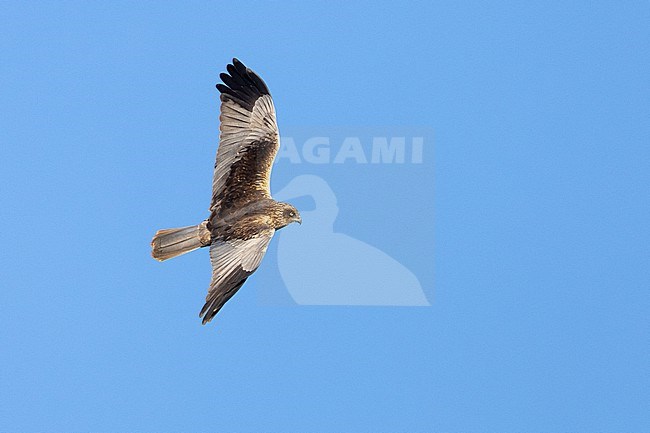 Marsh Harrier (Circus aeruginosus), adult in flight showing upperparts, Campania, Italy stock-image by Agami/Saverio Gatto,
