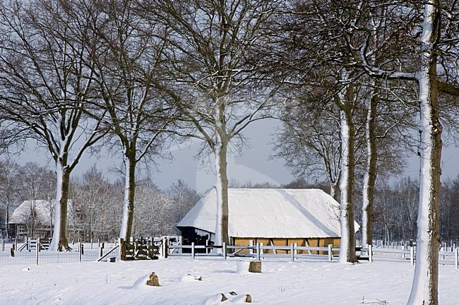 Schaapskooi in de winter; Sheep barn in winter stock-image by Agami/Han Bouwmeester,