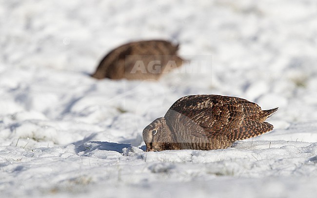 Eurasian Woodcock (Scolopax rusticola) 2 birds  feeding in snow at Blåvand, Denmark stock-image by Agami/Helge Sorensen,