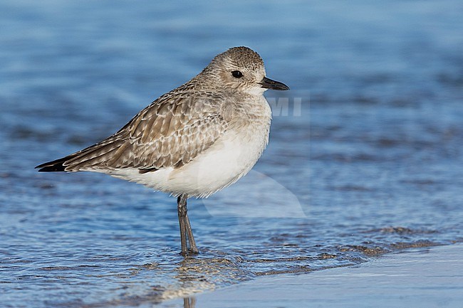 Grey Plover (Pluvialis squatarola), side view of an adult in winter plumage standing on the shore, Campania, Italy stock-image by Agami/Saverio Gatto,