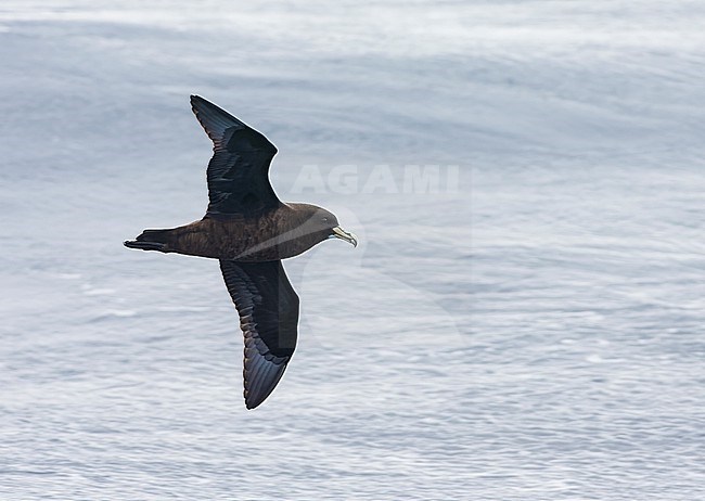 White-chinned petrel, Procellaria aequinoctialis aequinoctialis, in the southern Atlantic ocean. stock-image by Agami/Marc Guyt,