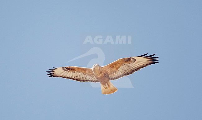 Arendbuizerd in vlucht, Long-legged Buzzard in flight stock-image by Agami/Markus Varesvuo,